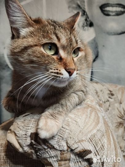 Самая ласковая кошка в мире Эш