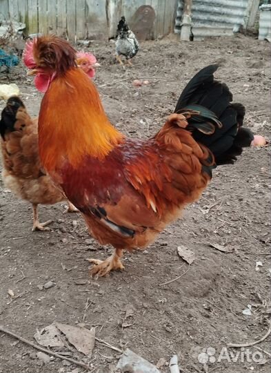 Яйцо куринное, инкубационное