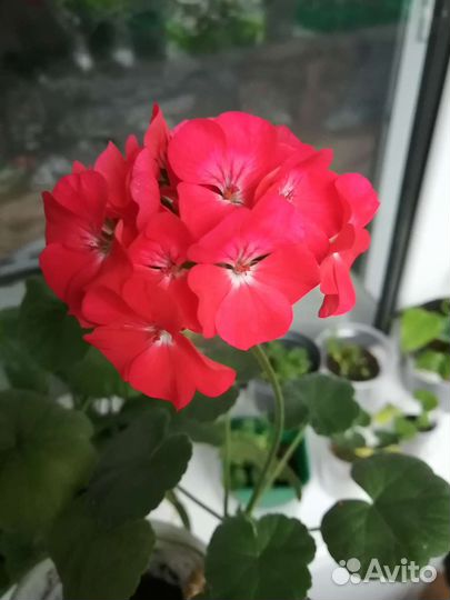 Пеларгония герань
