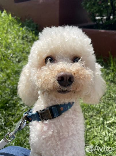 VIP-передержка собак