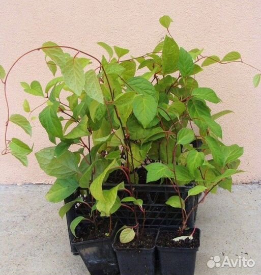 Лимонник китайский саженцы