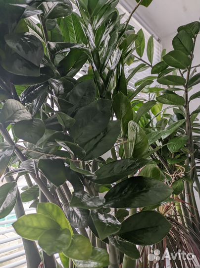 Замиокулькас