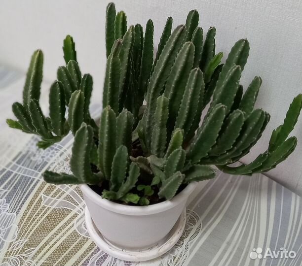 Кактусы и суккуленты