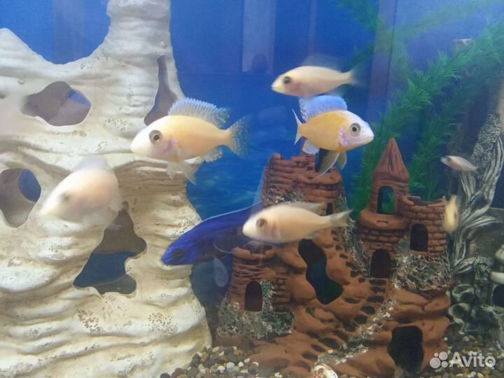 Аквариумные рыбки