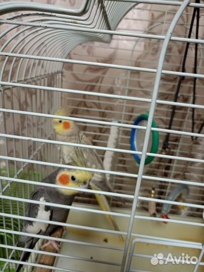 Продам попугаев Корелла