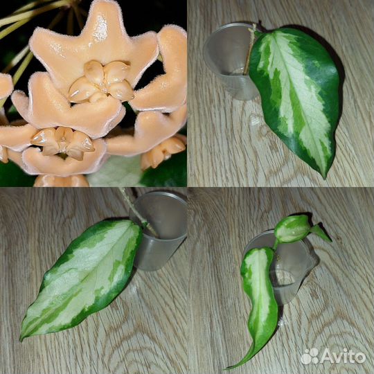Хойя hoya