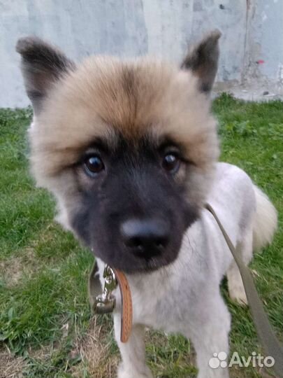 Щенок Кеесхонда Вольфшпиц 7месяцев