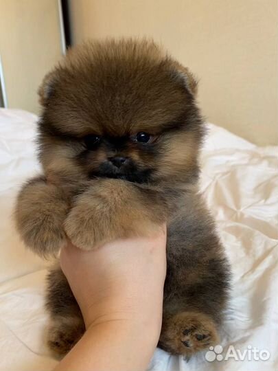 Померанский шпиц мини