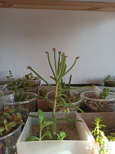 Эхеверия, крестовник Роули, Крассула Вариегатная