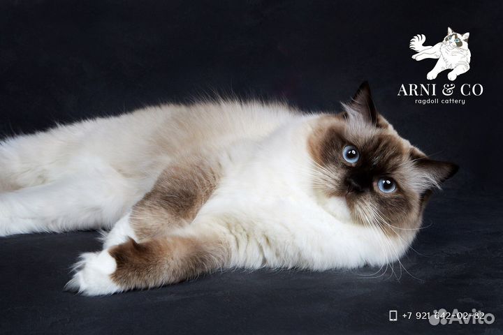 Чистокровные котята рэгдолл
