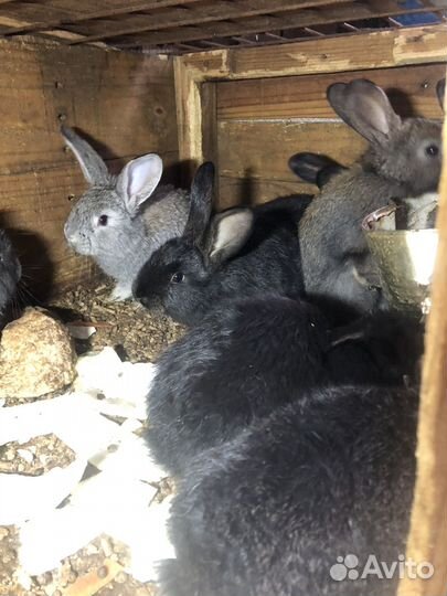 Кролики мясных пород