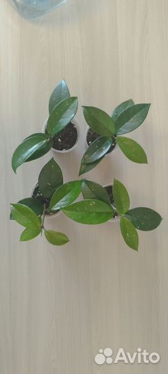 Хойя карноза
