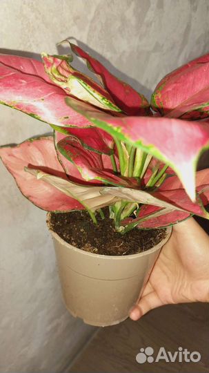 Агдаонема ред стар