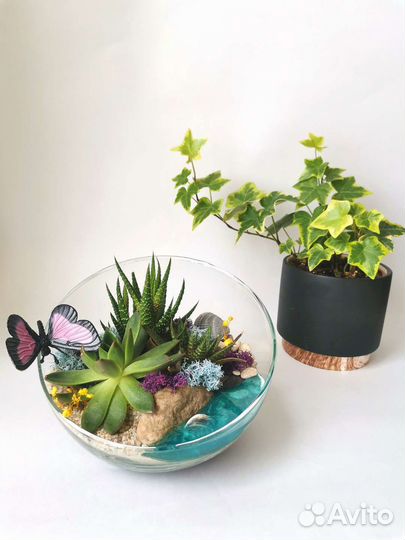 Флорариум на подарок. 16 см. Скошенный шар