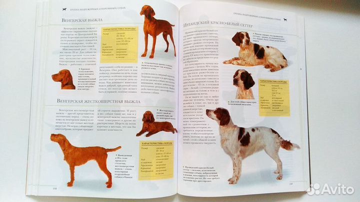 Все о собаках