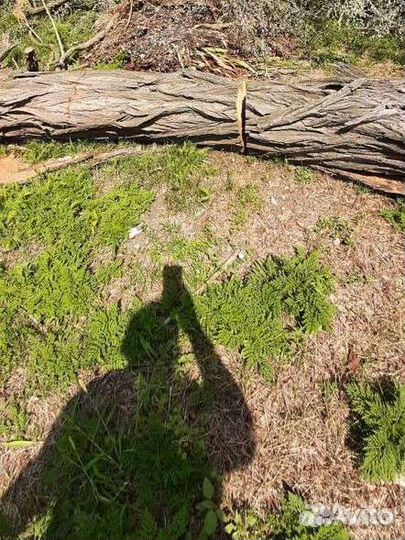 Дрова акации