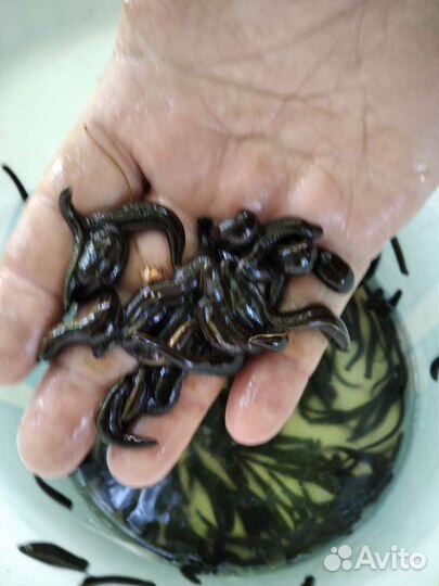 Пиявки медицинские