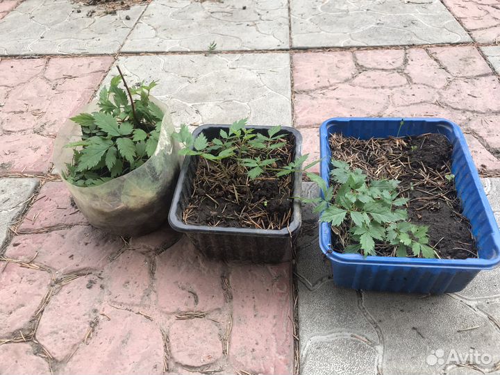 Астильба карликовая