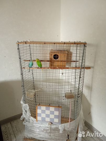 Волнистый попугай