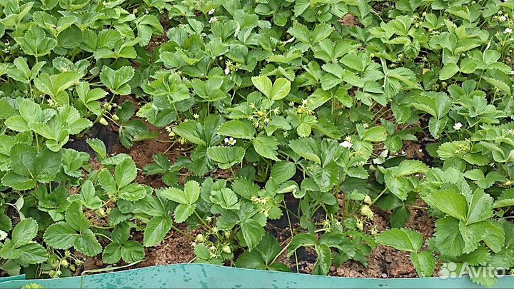 Рассада клубники Альбион, Елизавета 2, Гирлянда