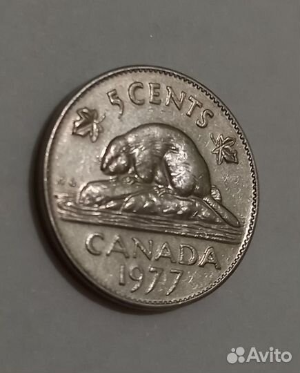 Бобёр Канадский 5ц 77г