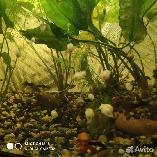 Улитки ампулярия мелкая