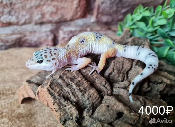 Эублефары. Цена на фото