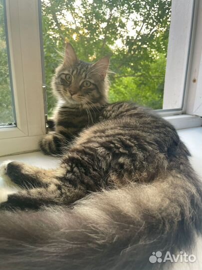 Мейнкун котенок-подросток в хорошие руки