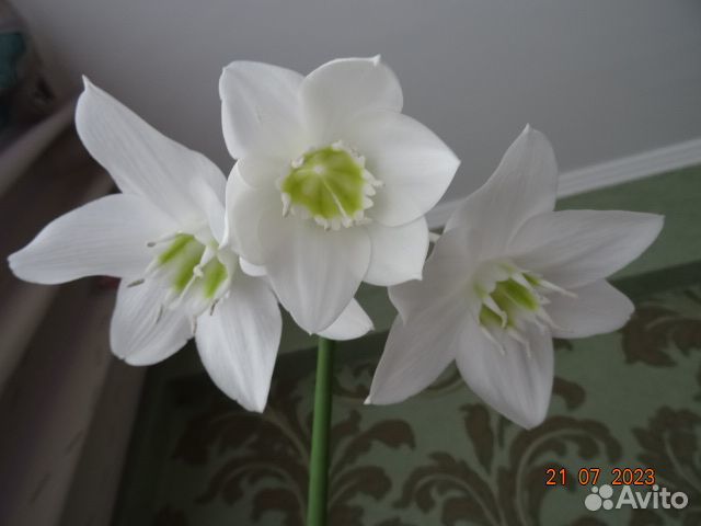 Эухарис (амазонская лилия)