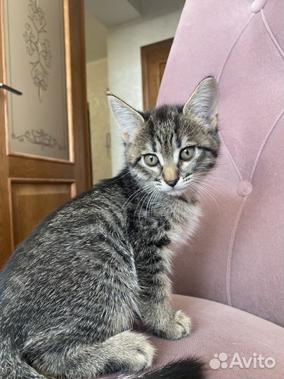 Котята бесплатно