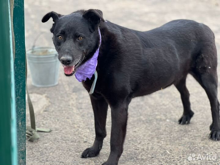 Добрый пес в добрые руки