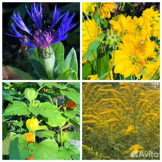 Садовые растения и цветы