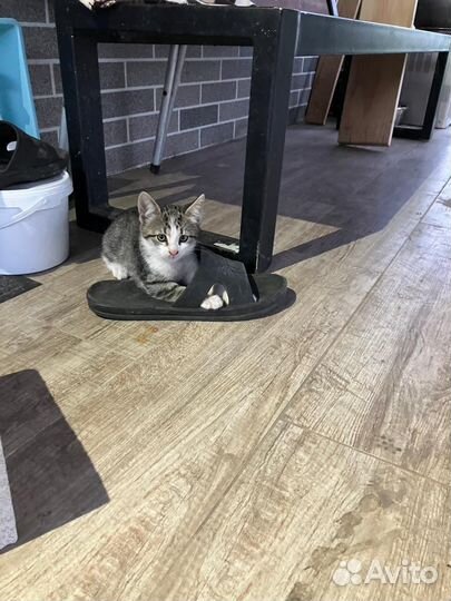 Котики бесплатно в добрые руки