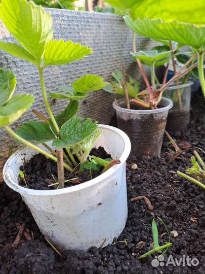 Рассада клубники