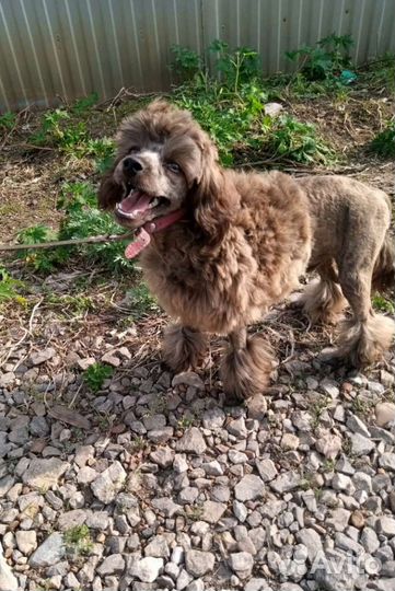 Мальчики пуделечки мини