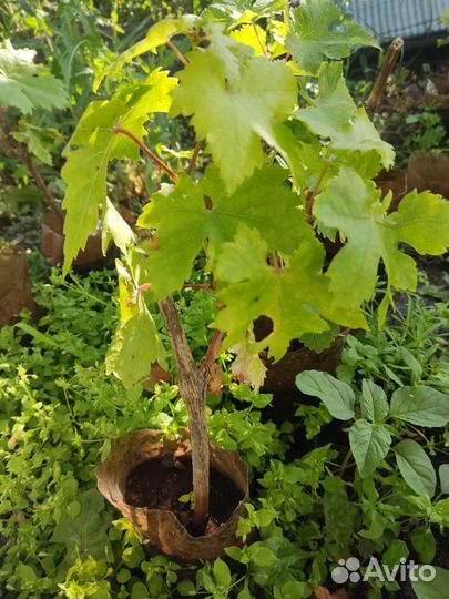 Саженцы винограда