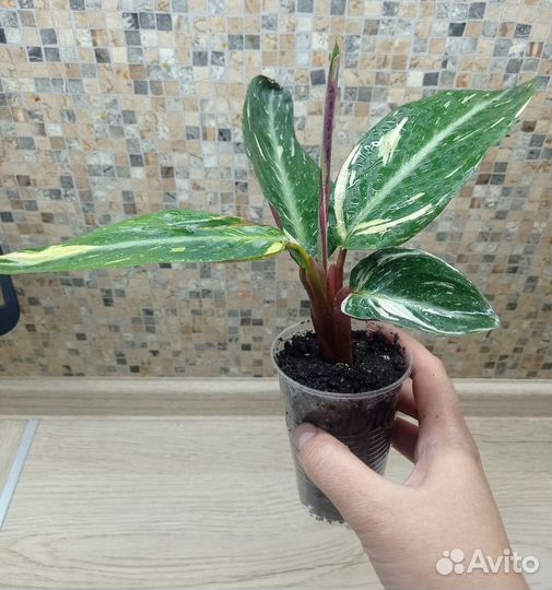 Строманта Меджик Стар