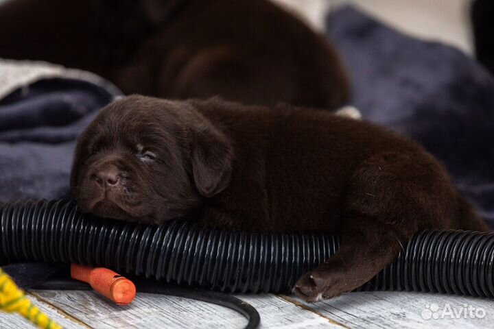 Щенки лабрадора