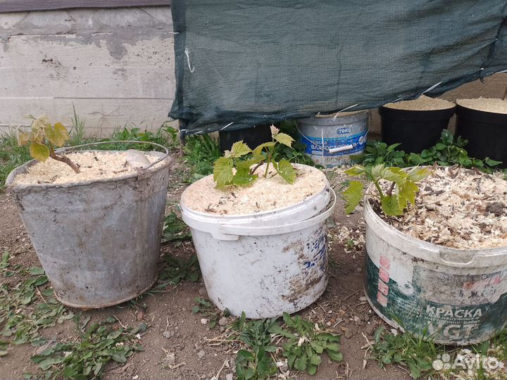 Саженцы винограда