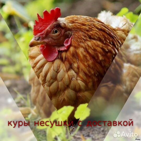Куры
