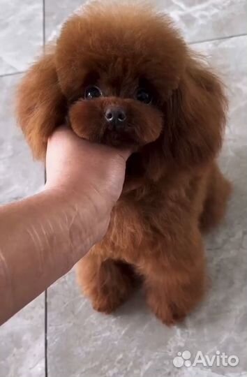 Тедди пудель Китай