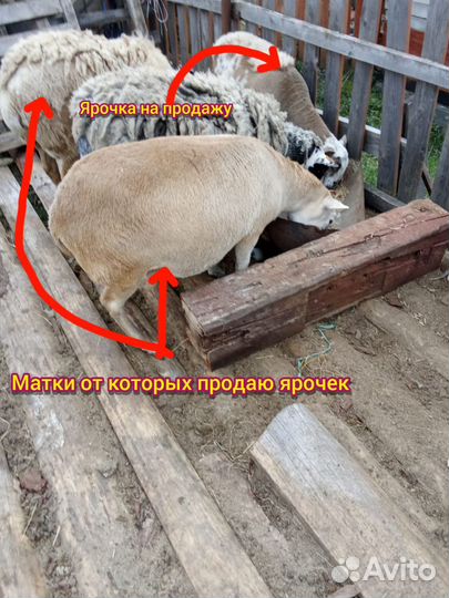 Овцы катумские чистокровные