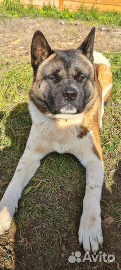 Американская акита вязка