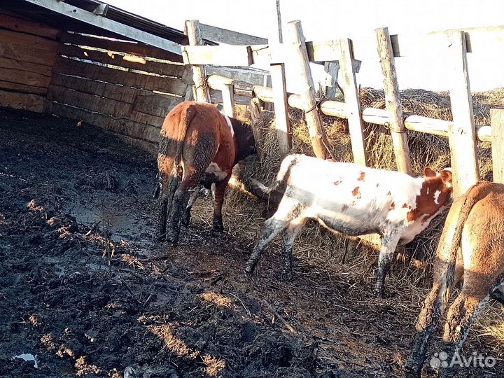 Быки на мясо