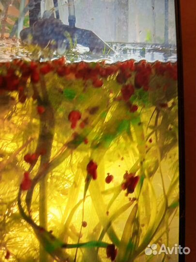 Улитки аквариумные и ряска