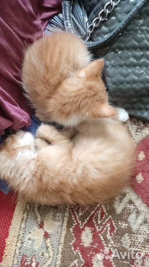 Подарюкотят