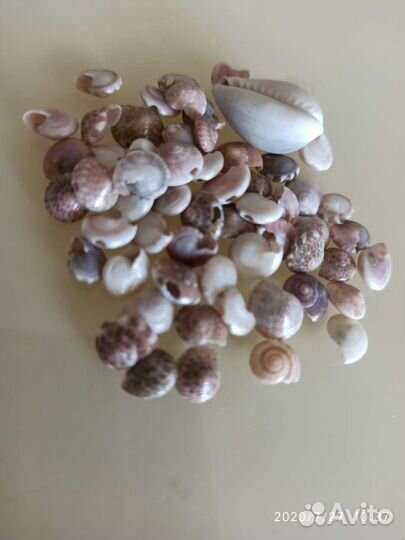 Ракушки морские