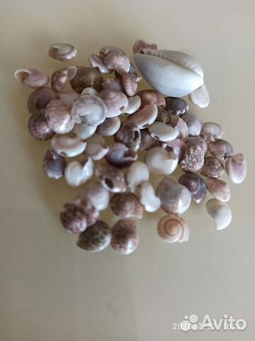 Ракушки морские