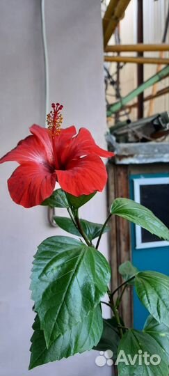 Гибискус китайская роза