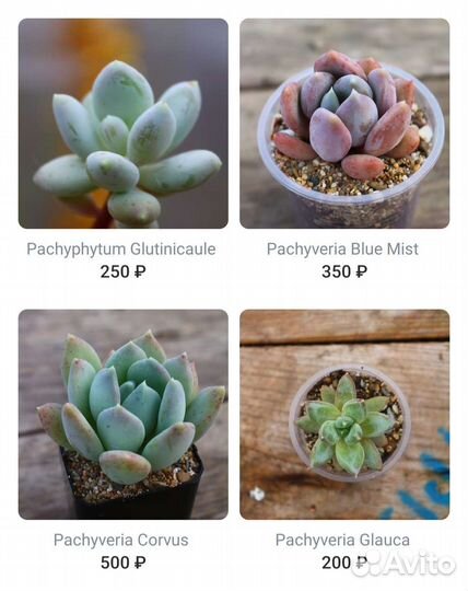 Комнатные суккуленты ч. 2